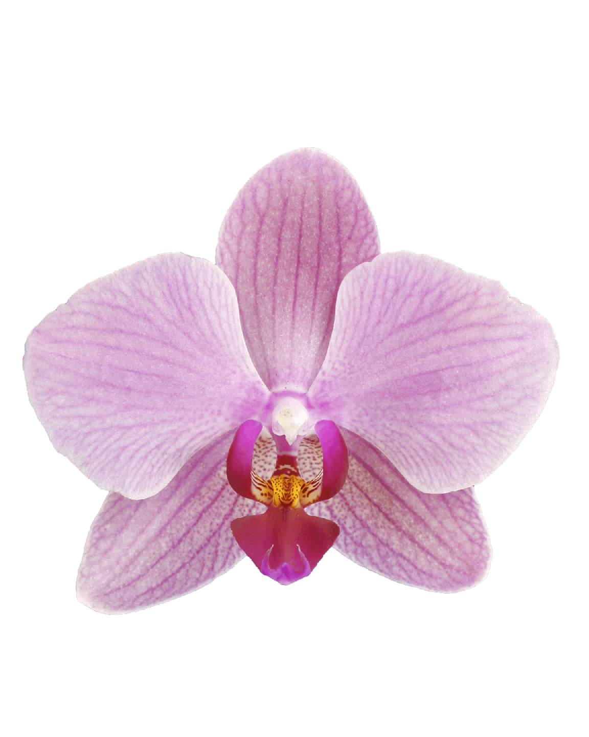 Phalaenopsis Candy Çift Dallı Pembe Orkide - 2