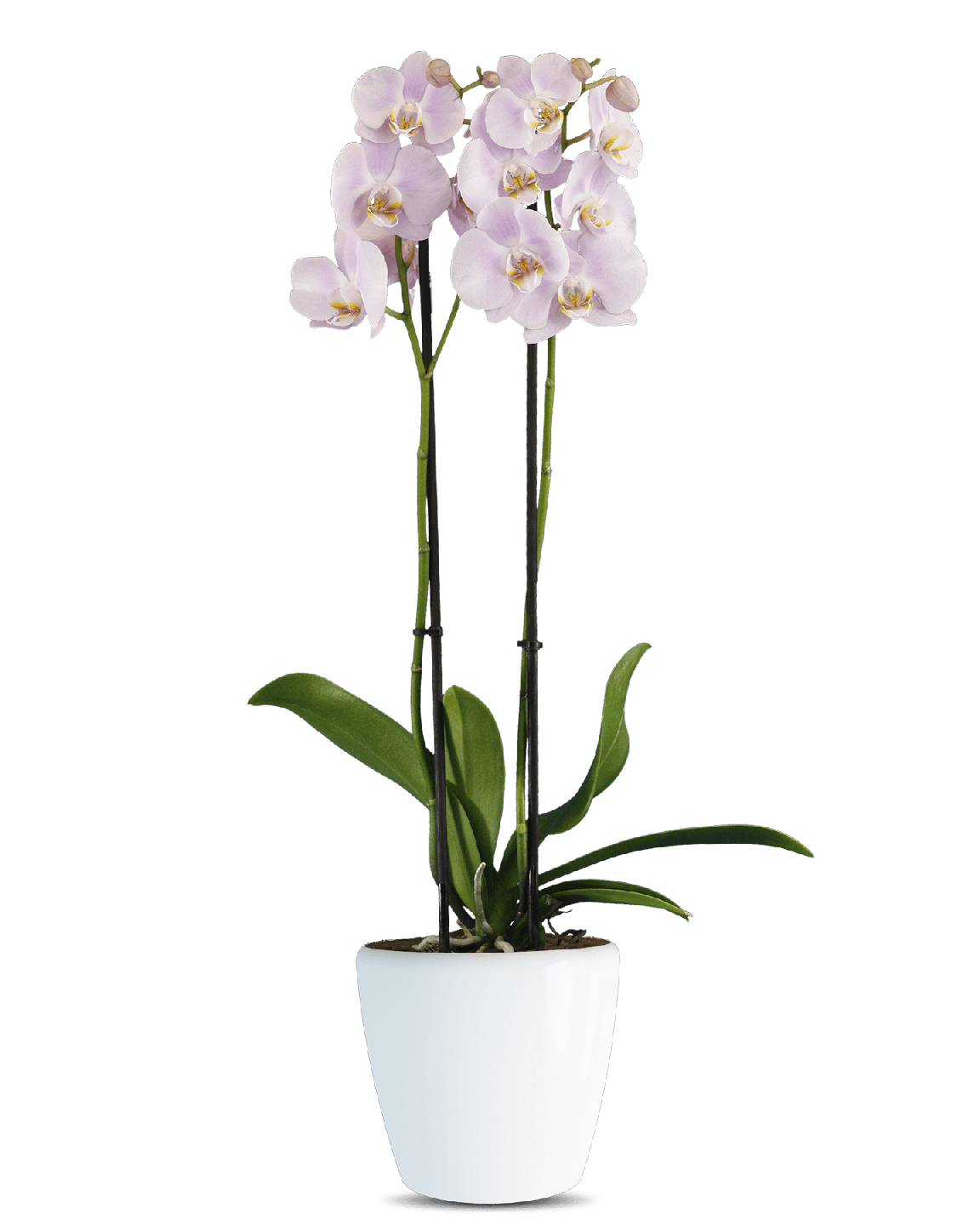 Phalaenopsis Clarette Çift Dallı Pembe Orkide - 1