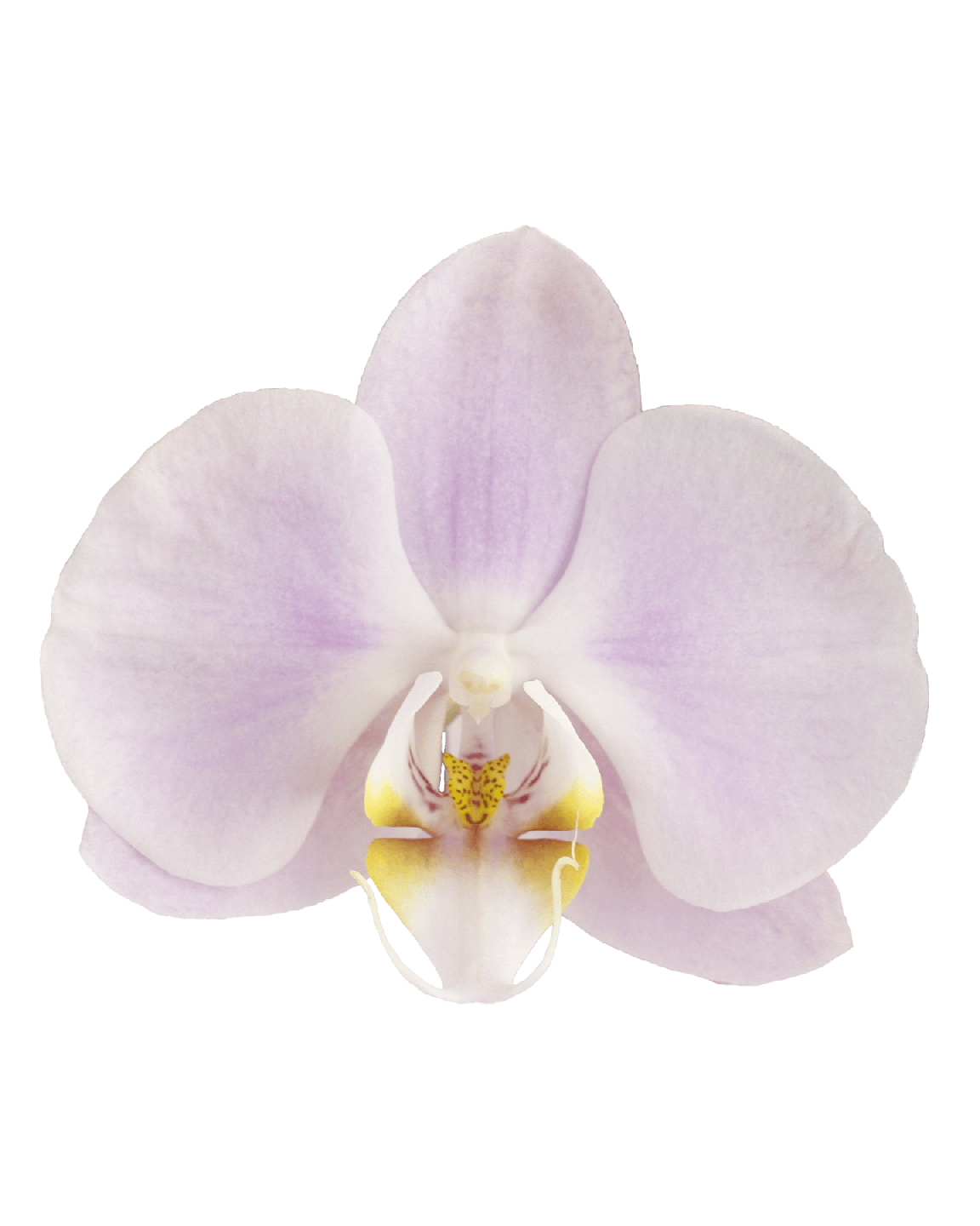 Phalaenopsis Clarette Çift Dallı Pembe Orkide - 2