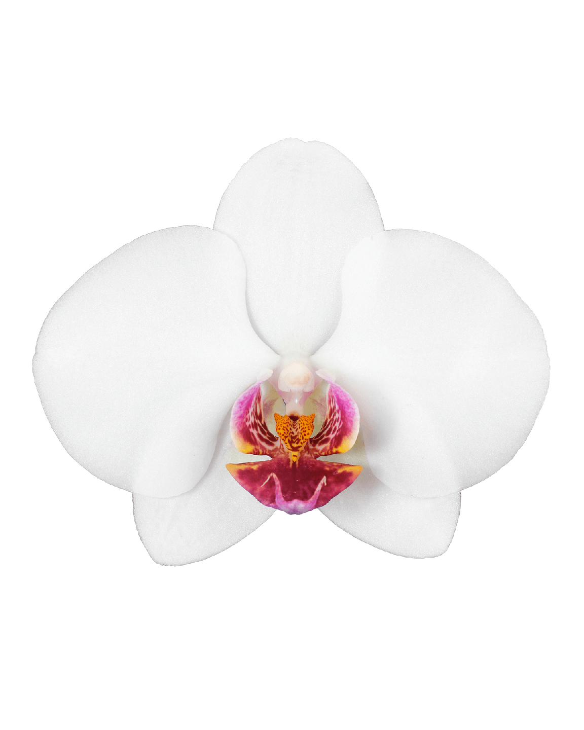 Phalaenopsis Daisy Tek Dallı Beyaz Orkide - Thumbnail