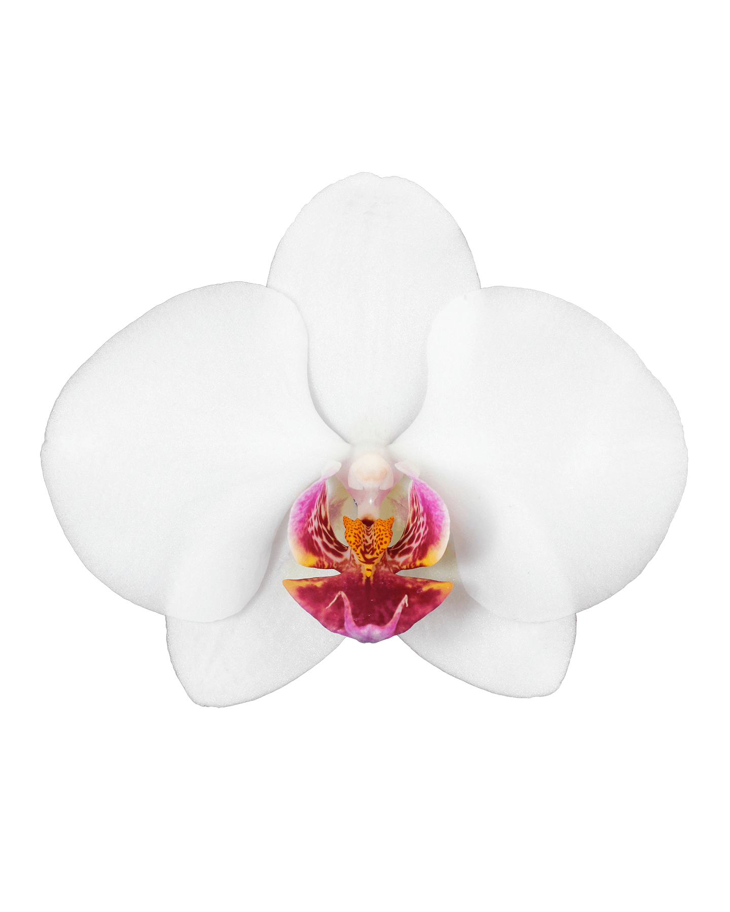 Phalaenopsis Daisy Tek Dallı Beyaz Orkide