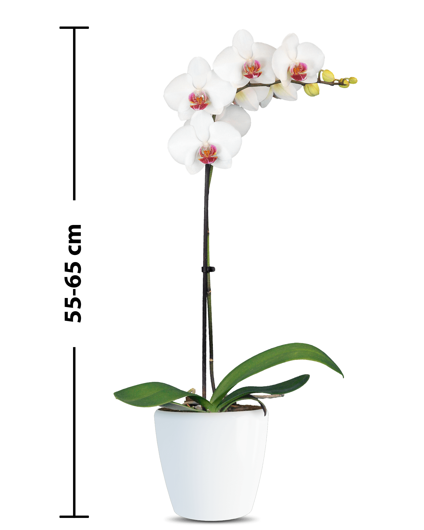 Phalaenopsis Daisy Tek Dallı Beyaz Orkide - 3