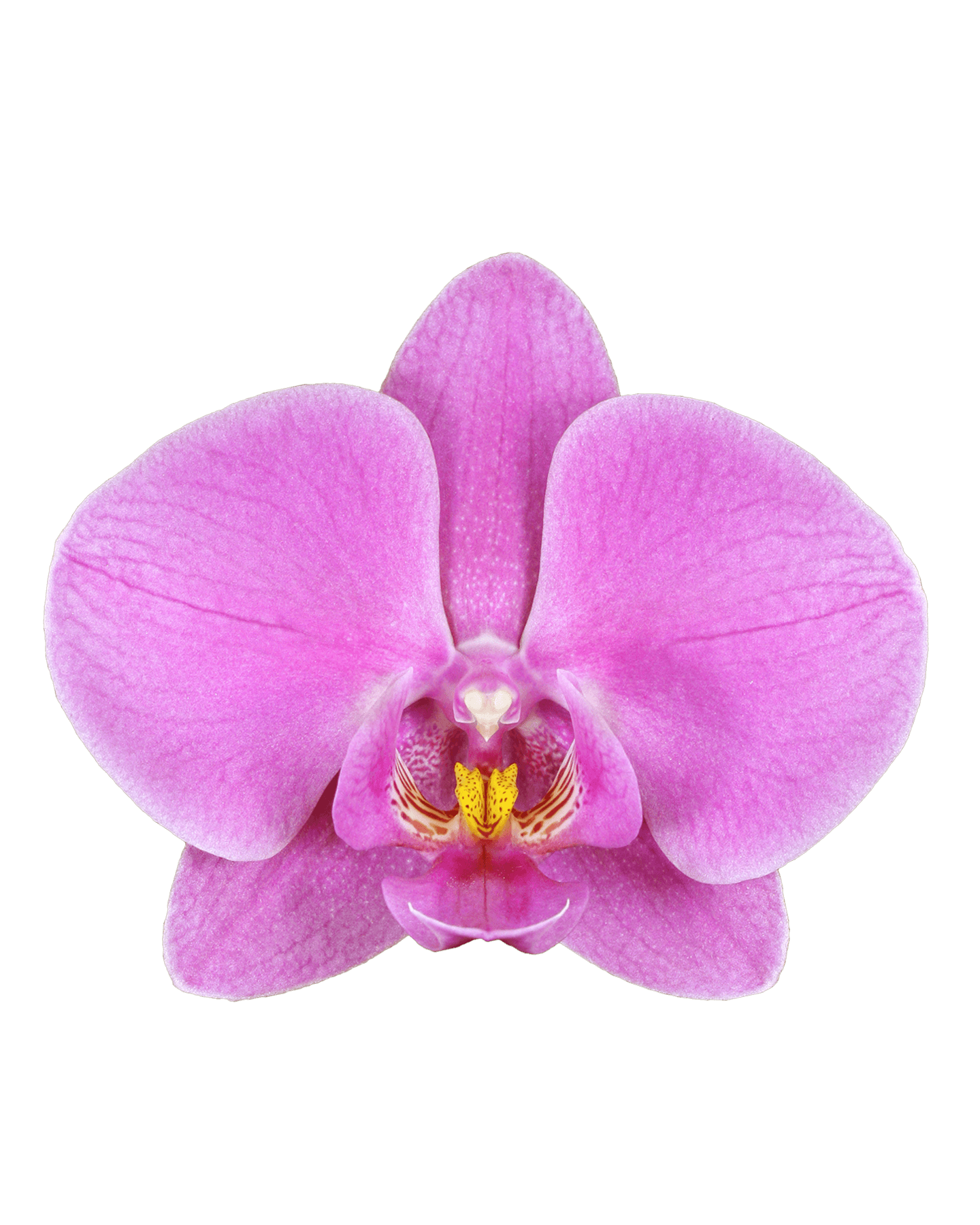 Phalaenopsis Daniella Tek Dallı Pembe Orkide