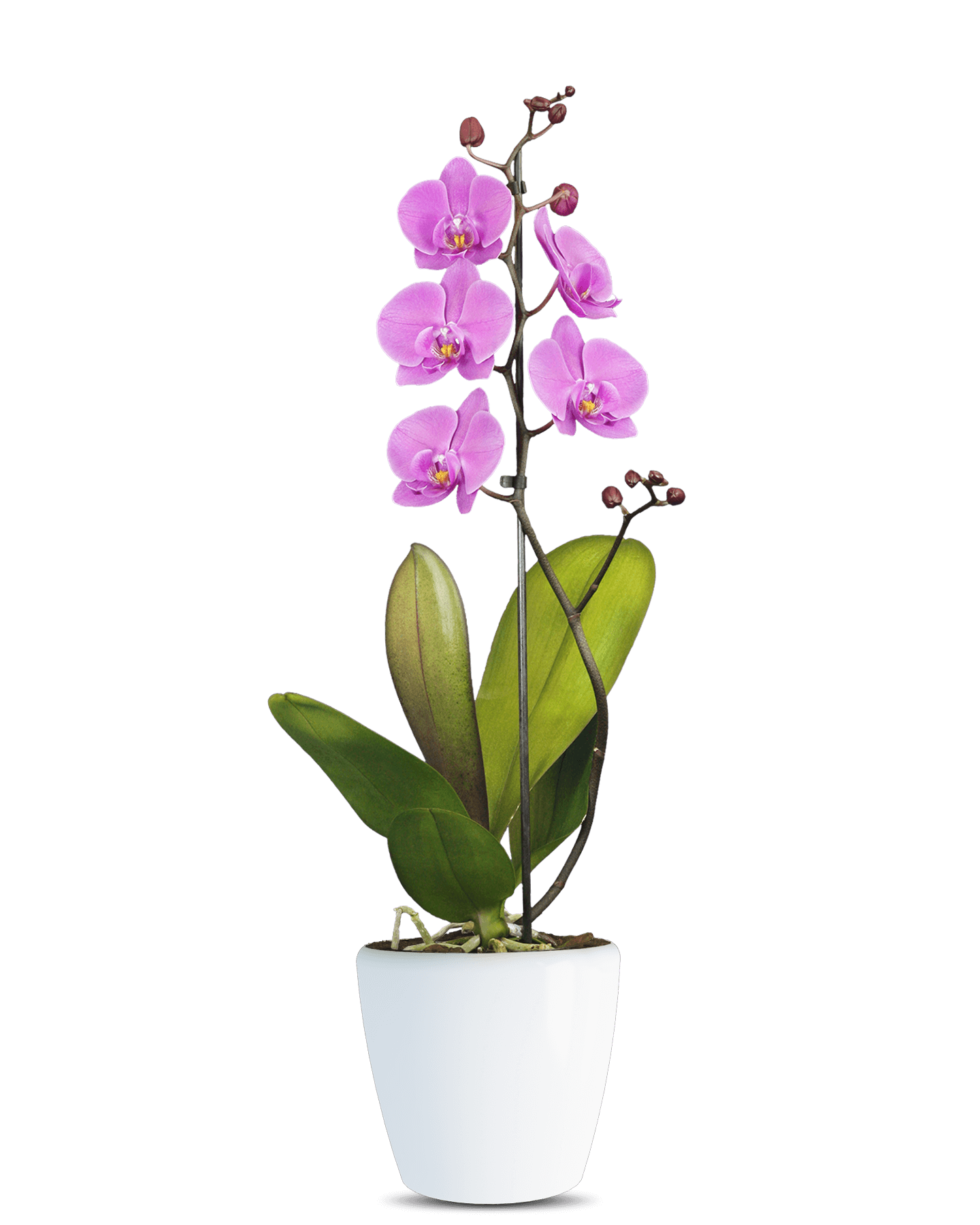Phalaenopsis Daniella Tek Dallı Pembe Orkide - Solo Plant