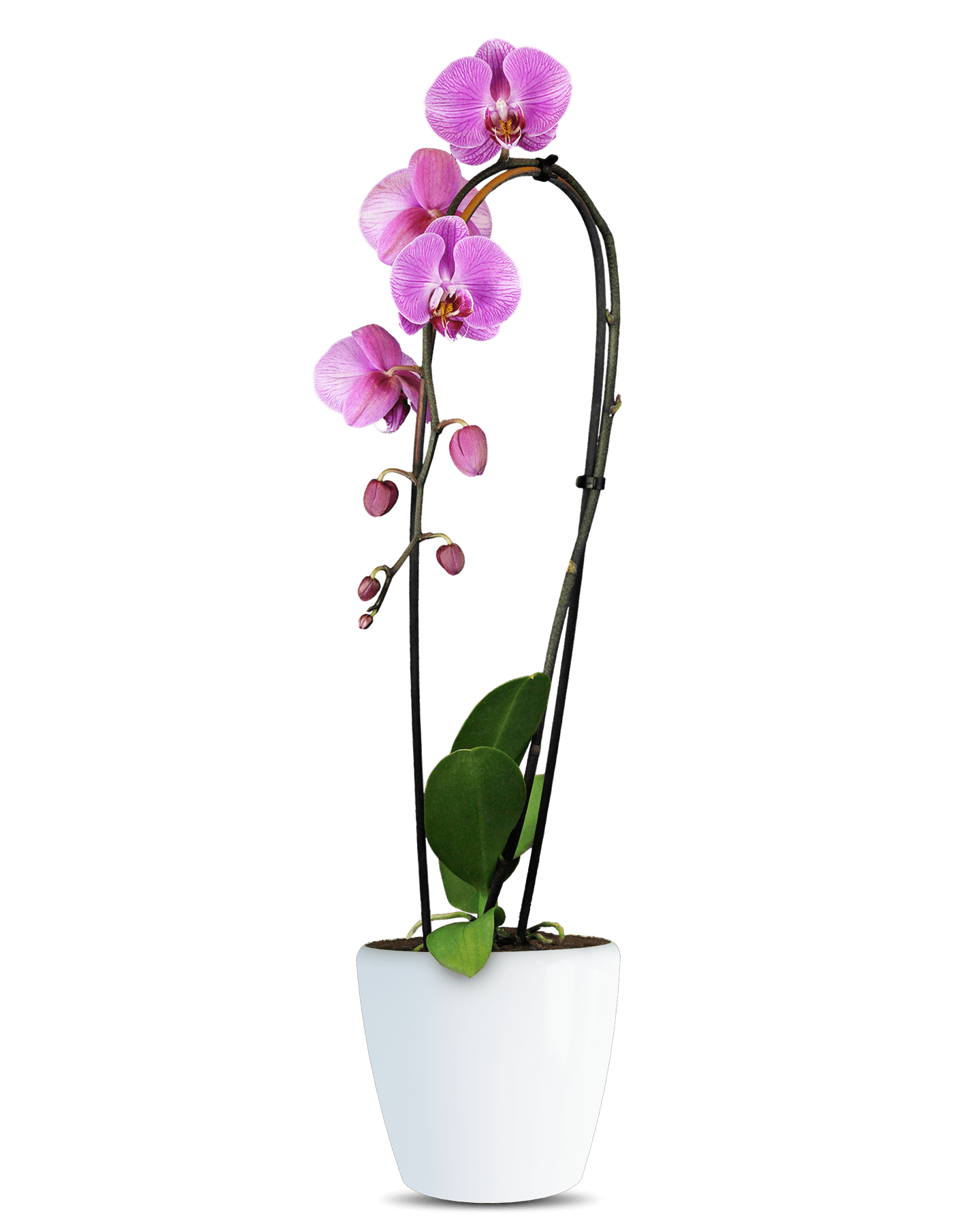Phalaenopsis Deborah Cascade Pembe Orkide - Solo Plant