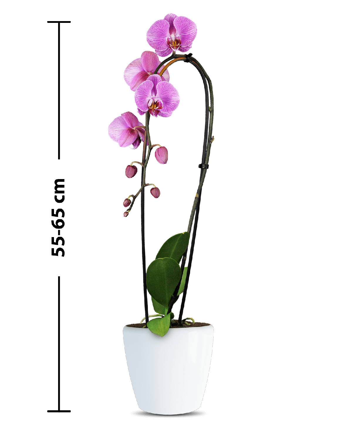 Phalaenopsis Deborah Cascade Pembe Orkide - 3