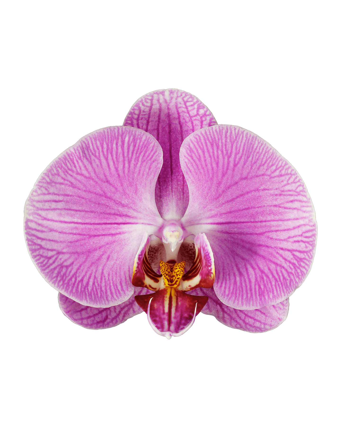 Phalaenopsis Deborah Cascade Pembe Orkide - 2