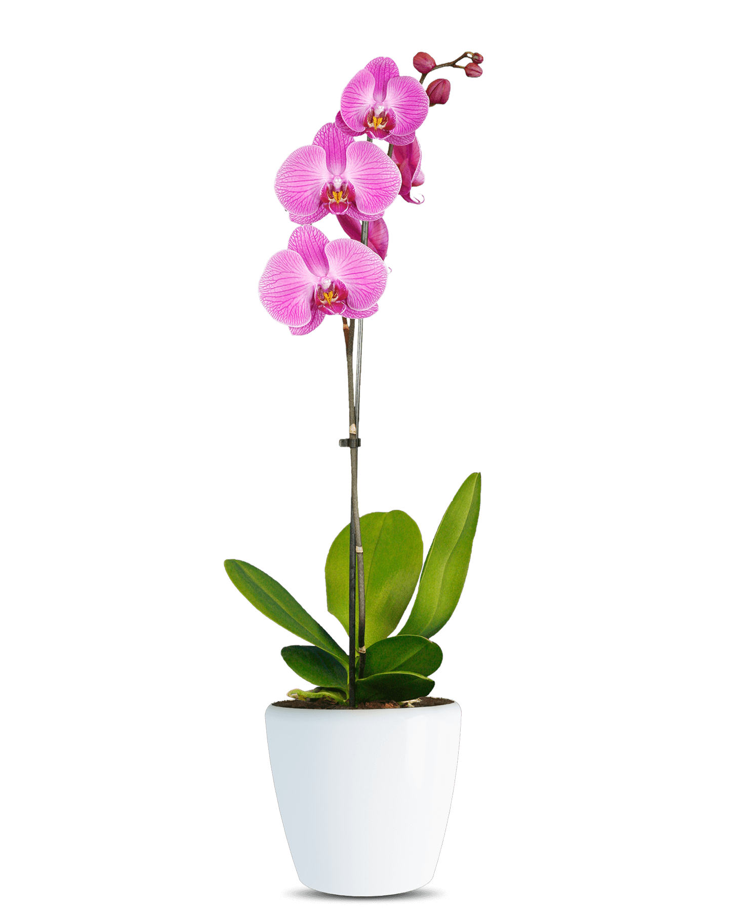 Phalaenopsis Deborah Tek Dallı Pembe Orkide - Solo Plant