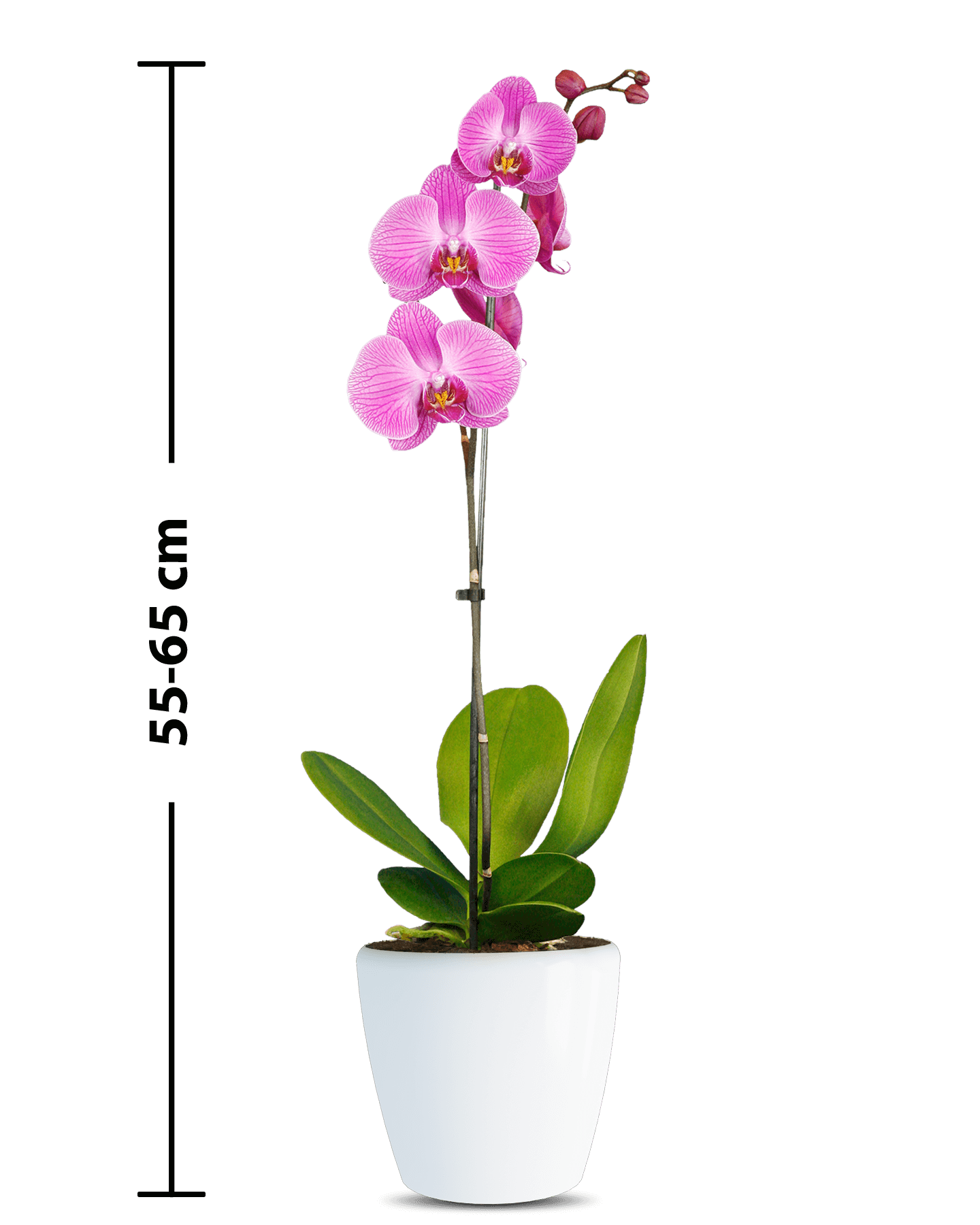 Phalaenopsis Deborah Tek Dallı Pembe Orkide - 3