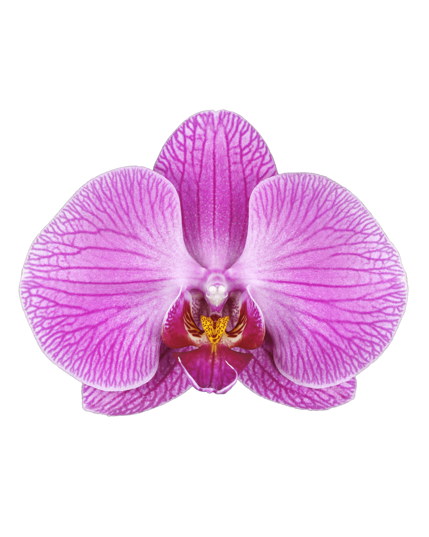 Phalaenopsis Deborah Tek Dallı Pembe Orkide - 2