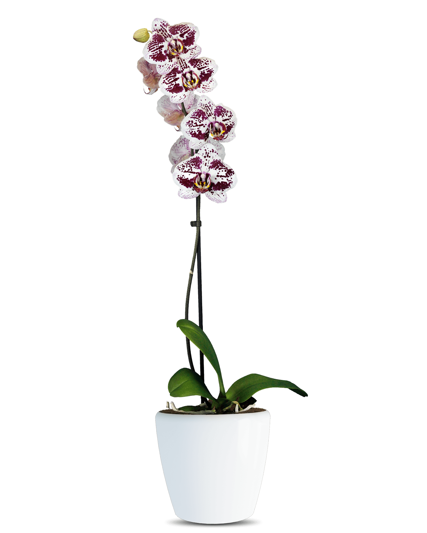 Solo Plant - Phalaenopsis Ella Tek Dallı Çok Renkli Orkide