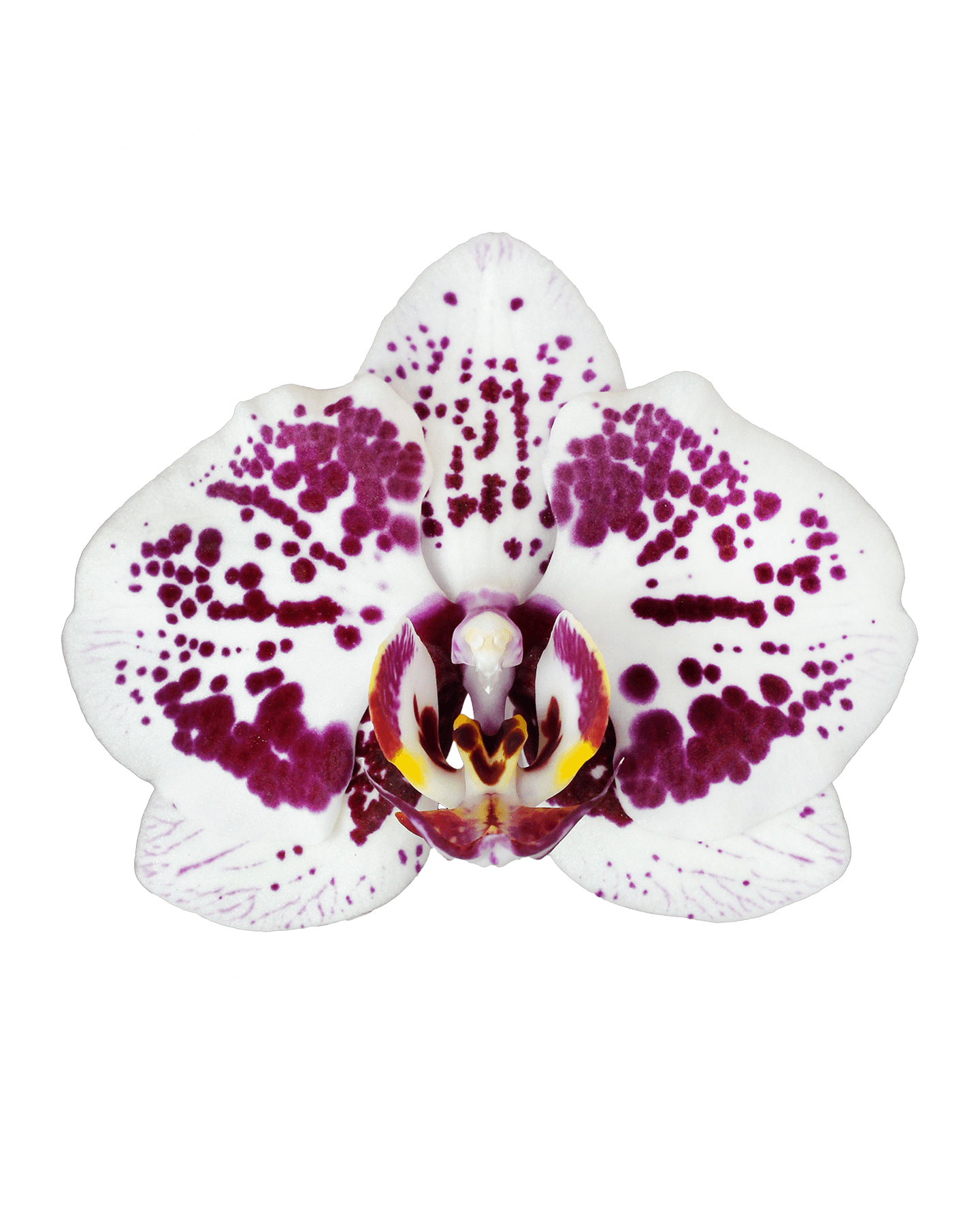 Phalaenopsis Ella Tek Dallı Çok Renkli Orkide - 2