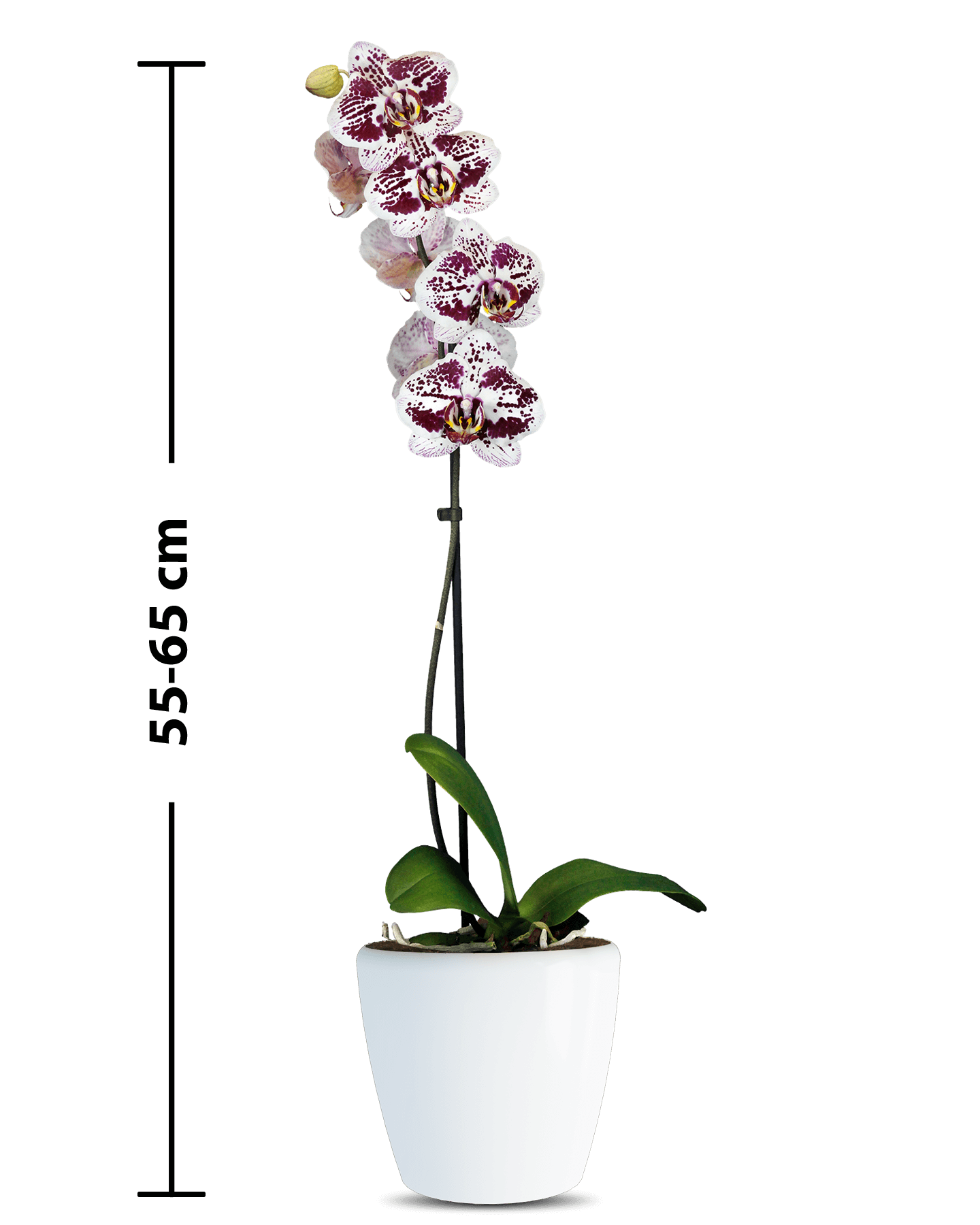 Phalaenopsis Ella Tek Dallı Çok Renkli Orkide - 3
