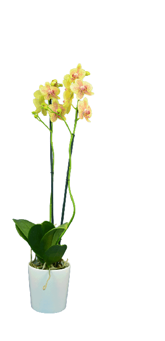 Phalaenopsis Elsa Çift Dallı Sarı Orkide - Solo Plant