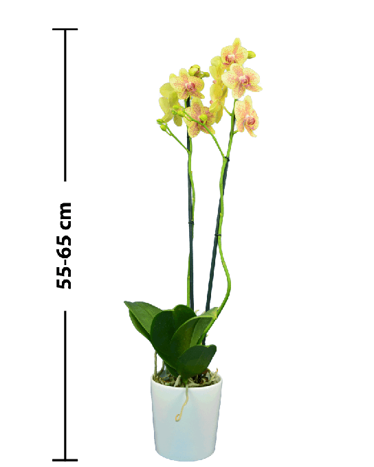Phalaenopsis Elsa Çift Dallı Sarı Orkide - 3