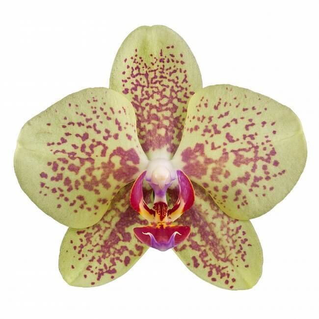 Phalaenopsis Elsa Çift Dallı Sarı Orkide - 2