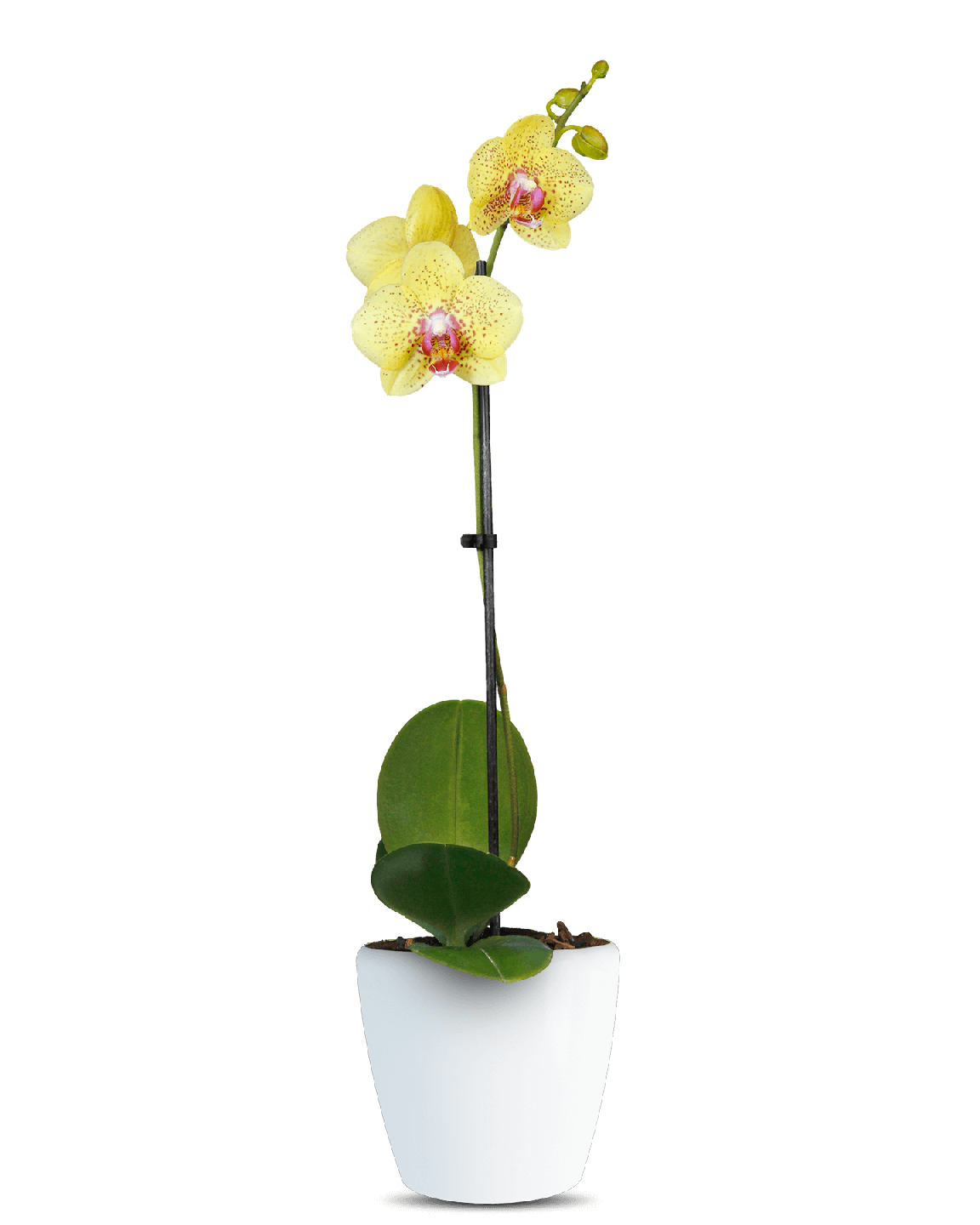 Phalaenopsis Elsa Tek Dallı Sarı Orkide - 1