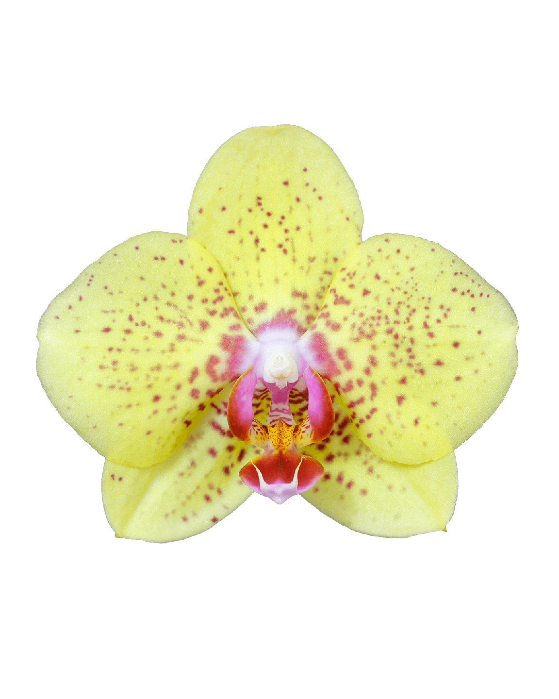Phalaenopsis Elsa Tek Dallı Sarı Orkide - 2