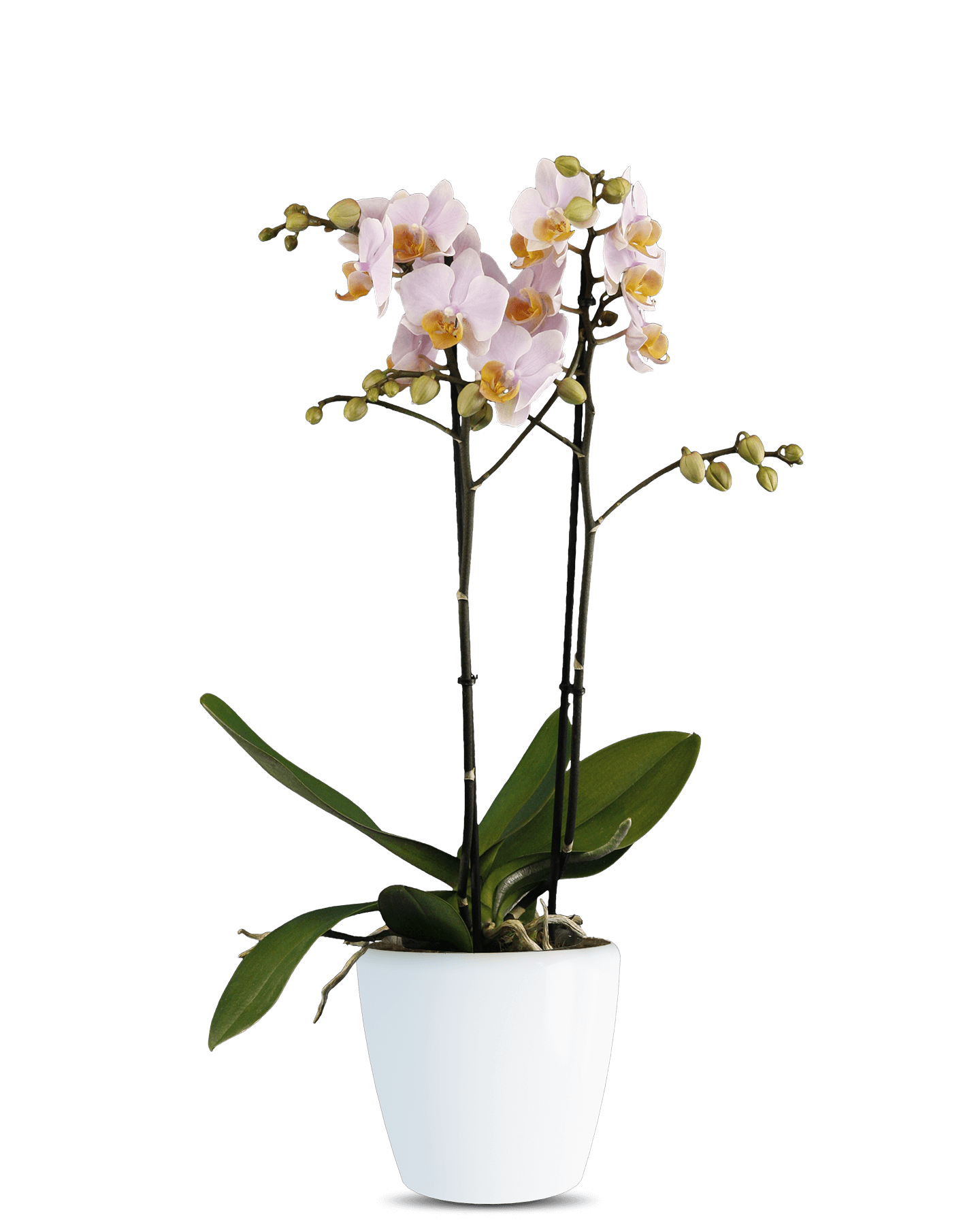Phalaenopsis Emma Çift Dallı Pembe Orkide - Solo Plant