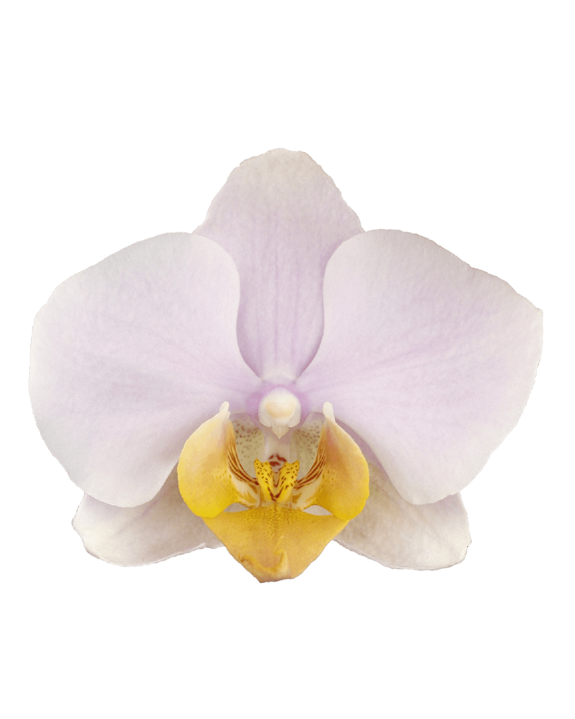 Phalaenopsis Emma Çift Dallı Pembe Orkide - 2