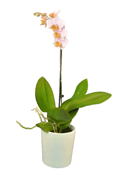 Phalaenopsis Emma Tek Dallı Mor Orkide - Solo Plant