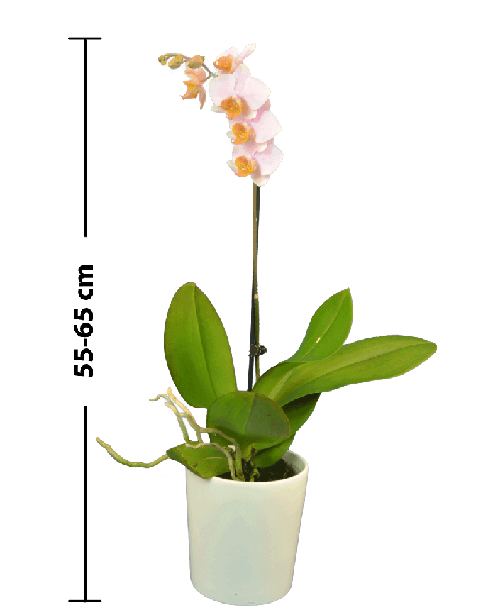 Phalaenopsis Emma Tek Dallı Mor Orkide - 3