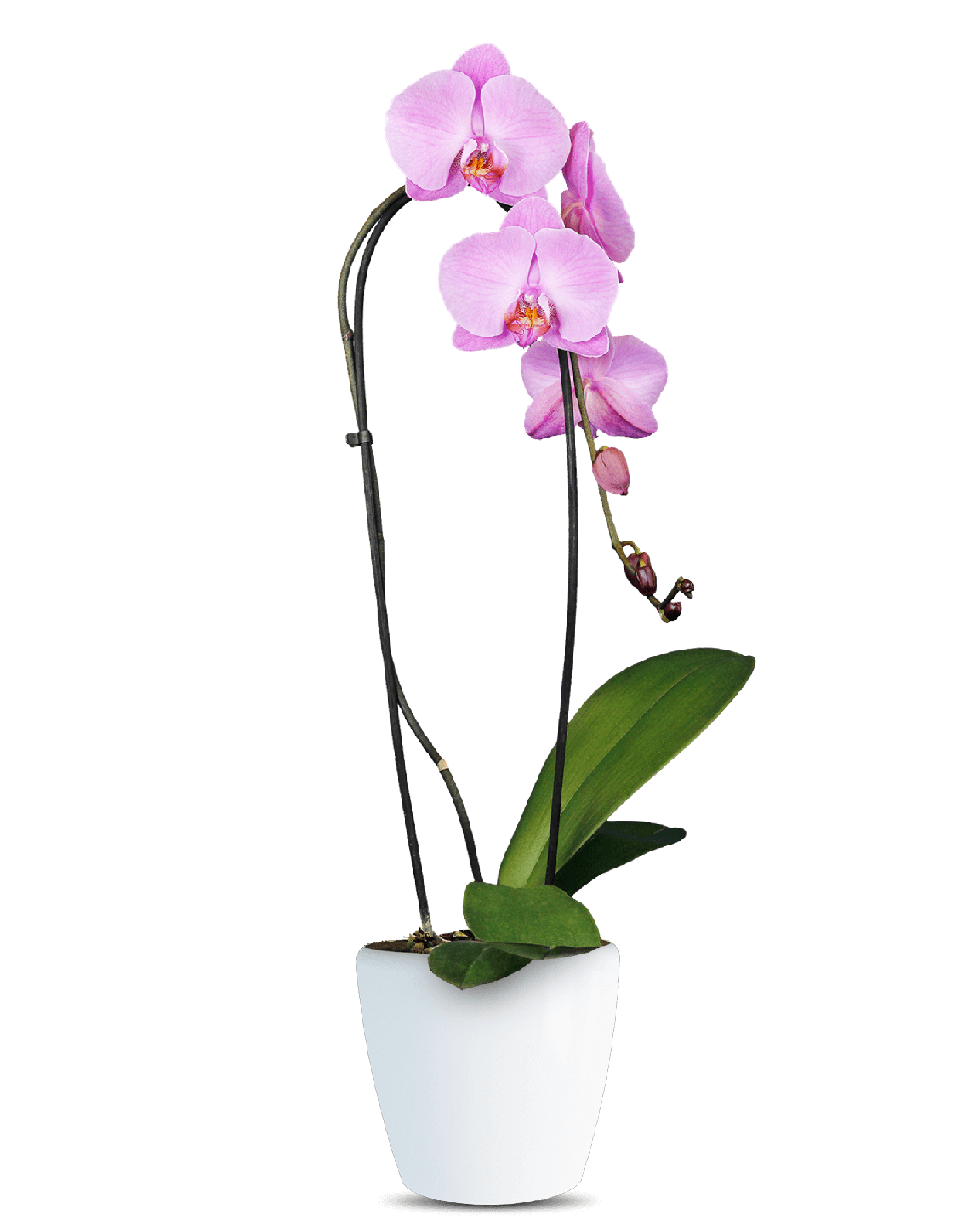 Phalaenopsis Felicity Cascade Pembe Orkide - 1