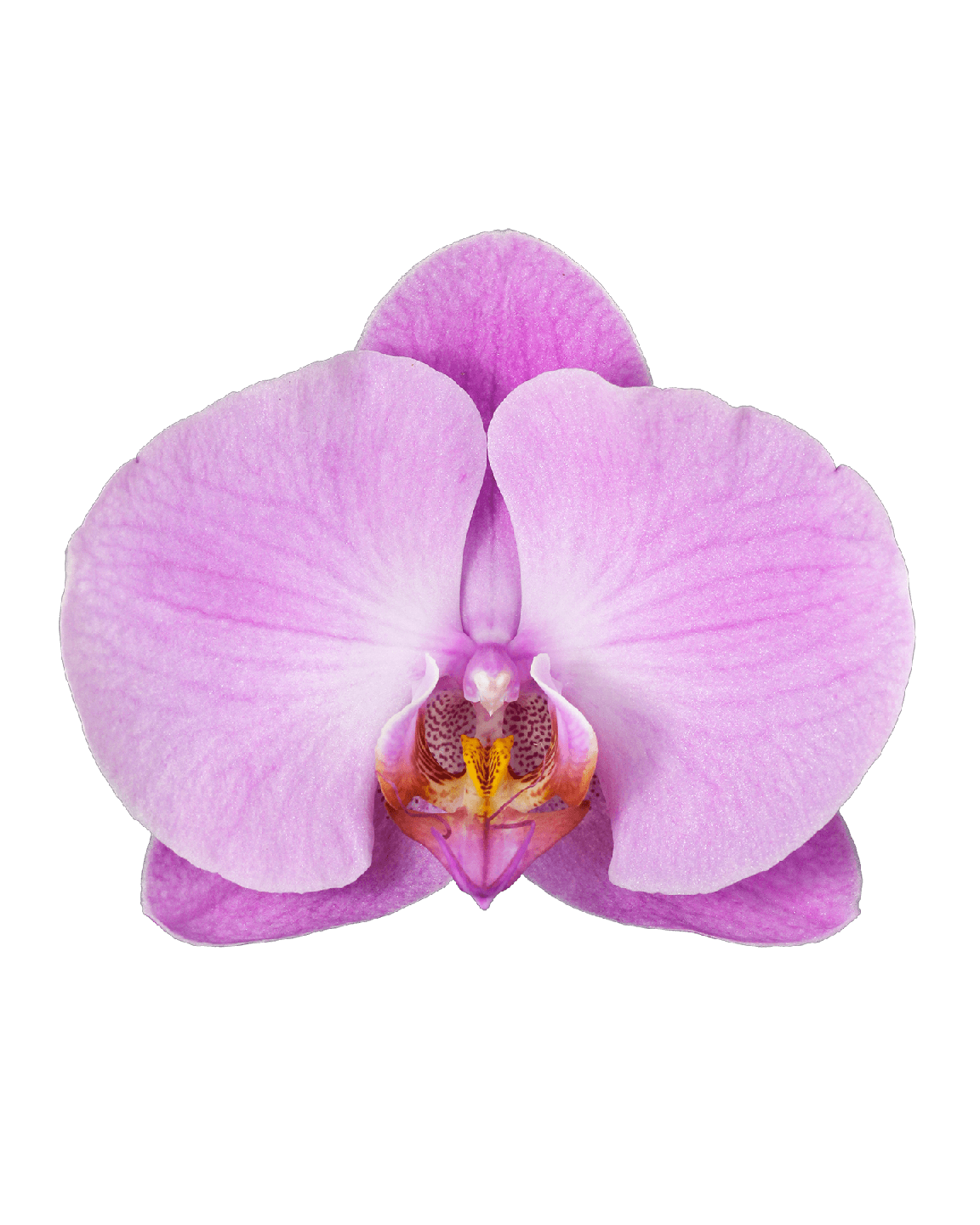 Phalaenopsis Felicity Cascade Pembe Orkide - 2