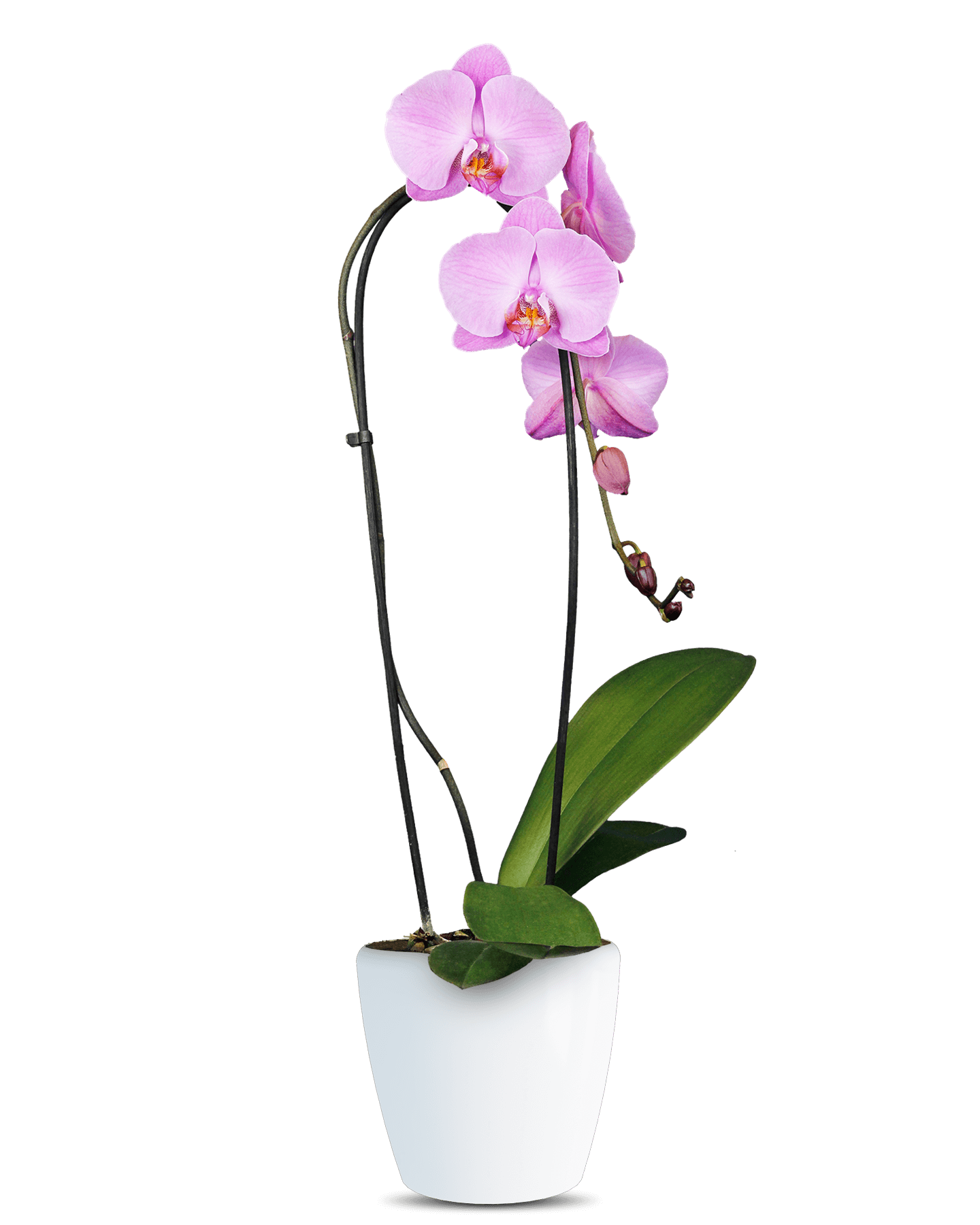 Solo Plant - Phalaenopsis Felicity Cascade Pembe Orkide