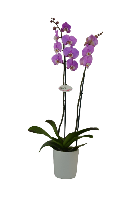Phalaenopsis Francesca Çift Dallı Mor Orkide - Solo Plant