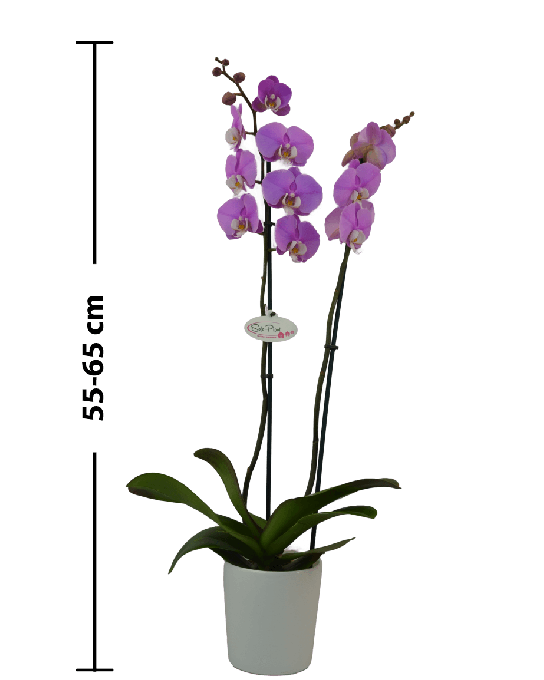 Phalaenopsis Francesca Çift Dallı Mor Orkide - 2