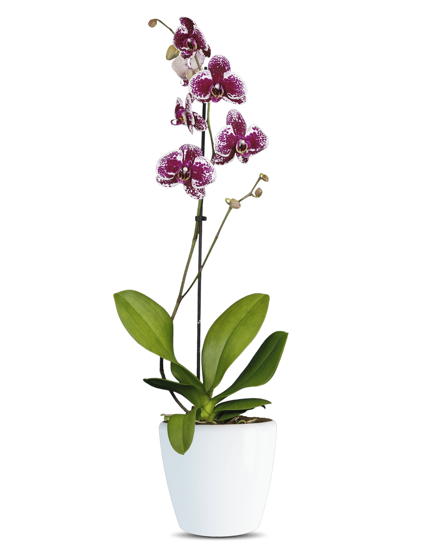 Solo Plant - Phalaenopsis Frida Tek Dallı Çok Renkli Orkide