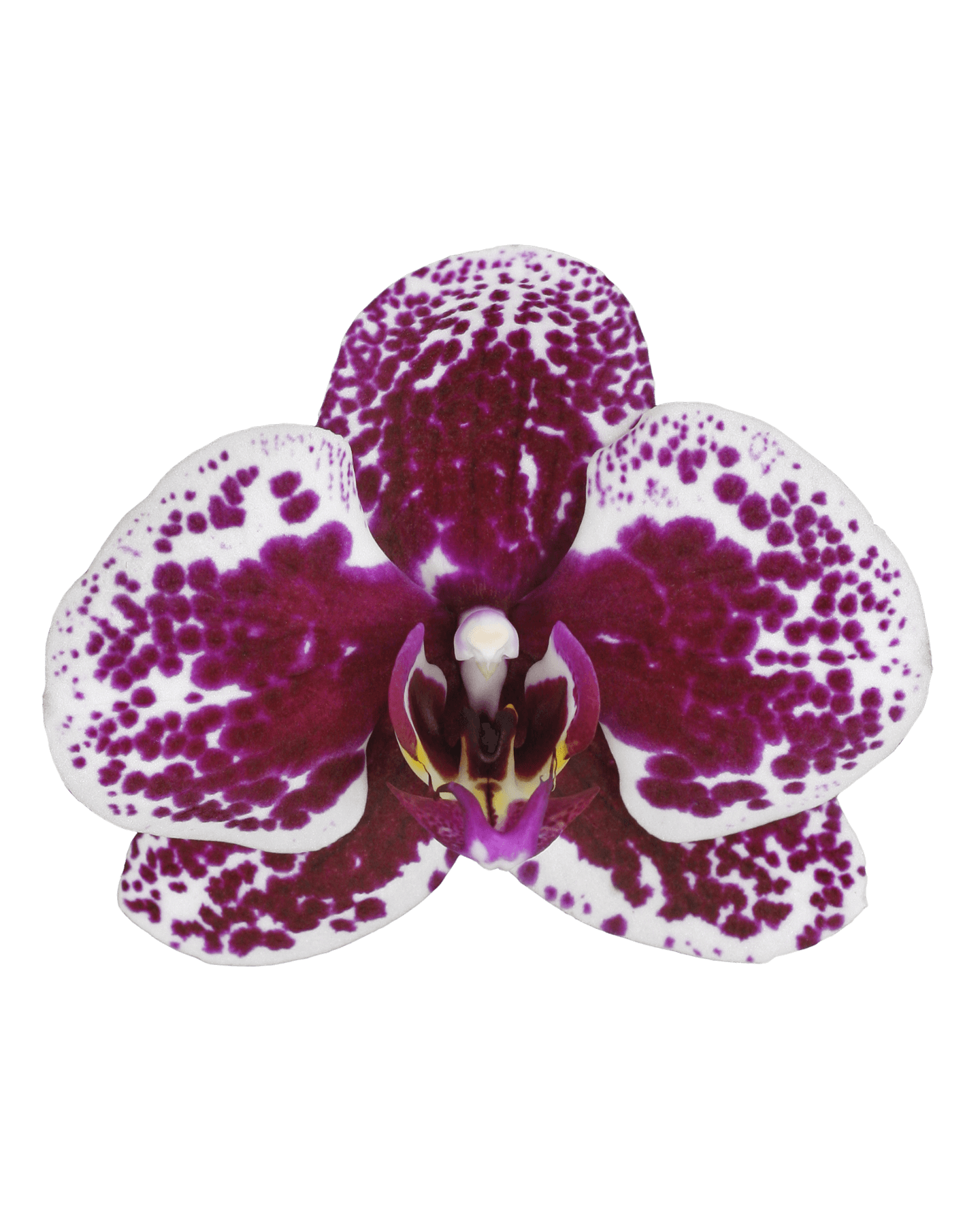 Phalaenopsis Frida Tek Dallı Çok Renkli Orkide - 2