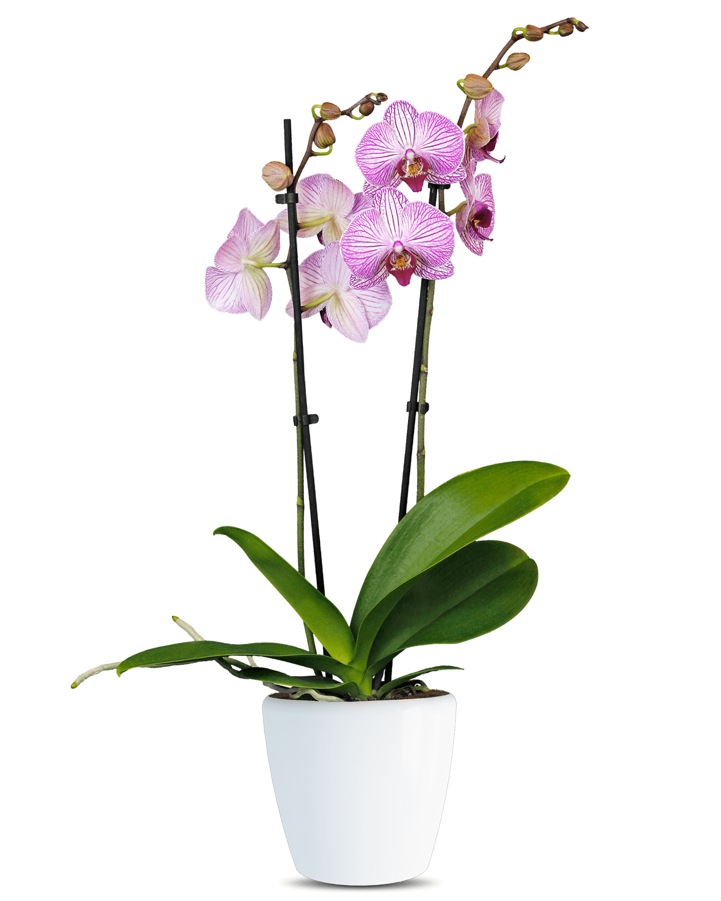 Phalaenopsis Grace Çift Dallı Çok Renkli Orkide - Solo Plant