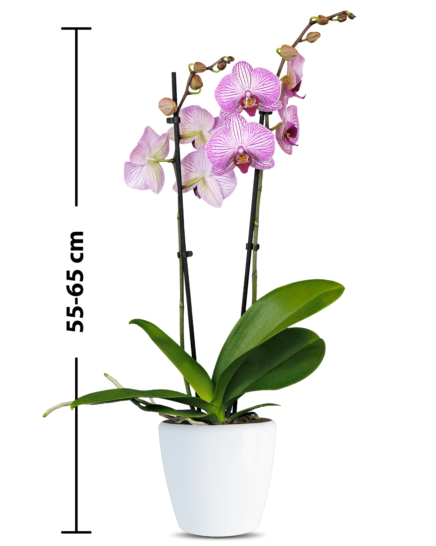 Phalaenopsis Grace Çift Dallı Çok Renkli Orkide - 3