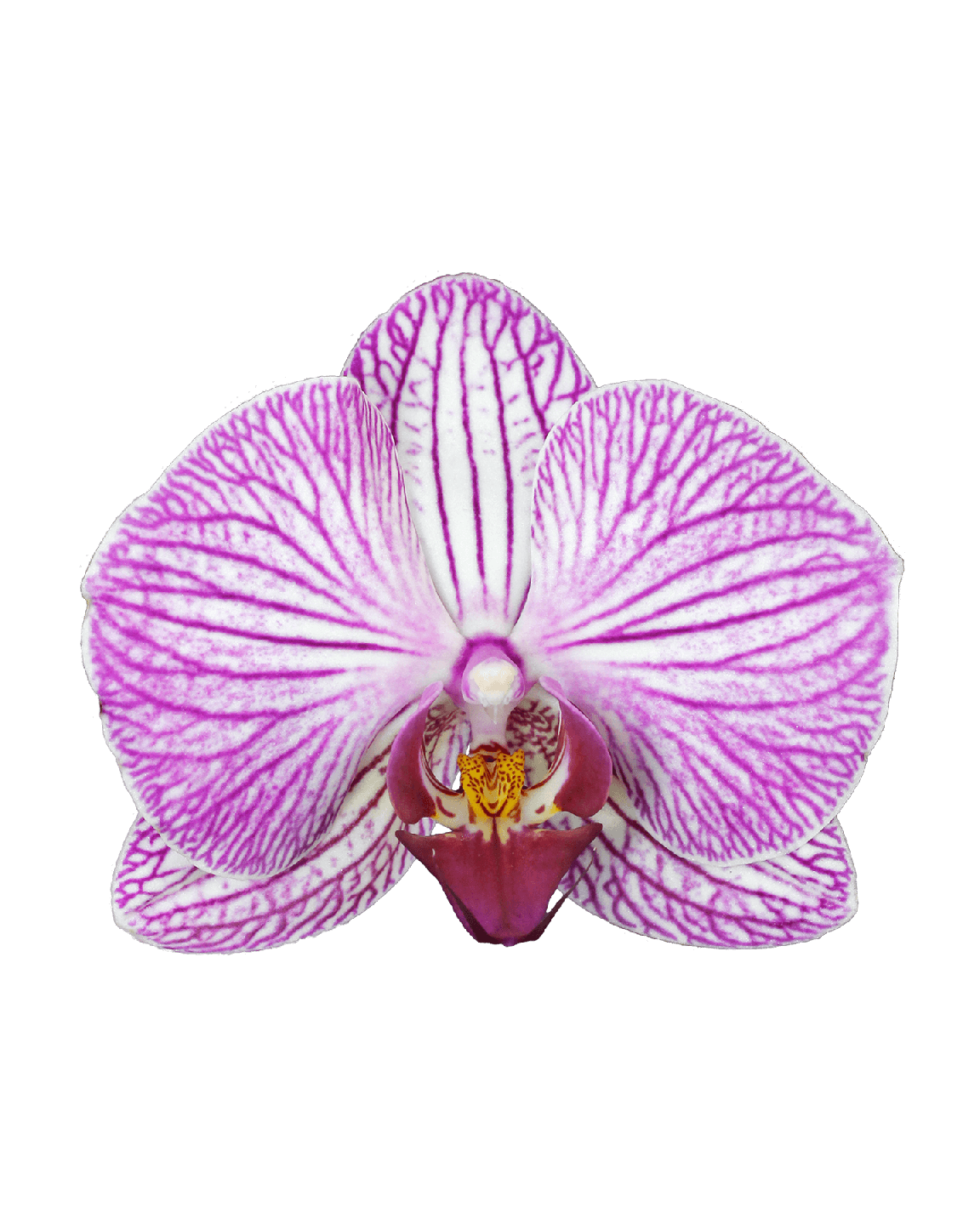 Phalaenopsis Grace Çift Dallı Çok Renkli Orkide - 2
