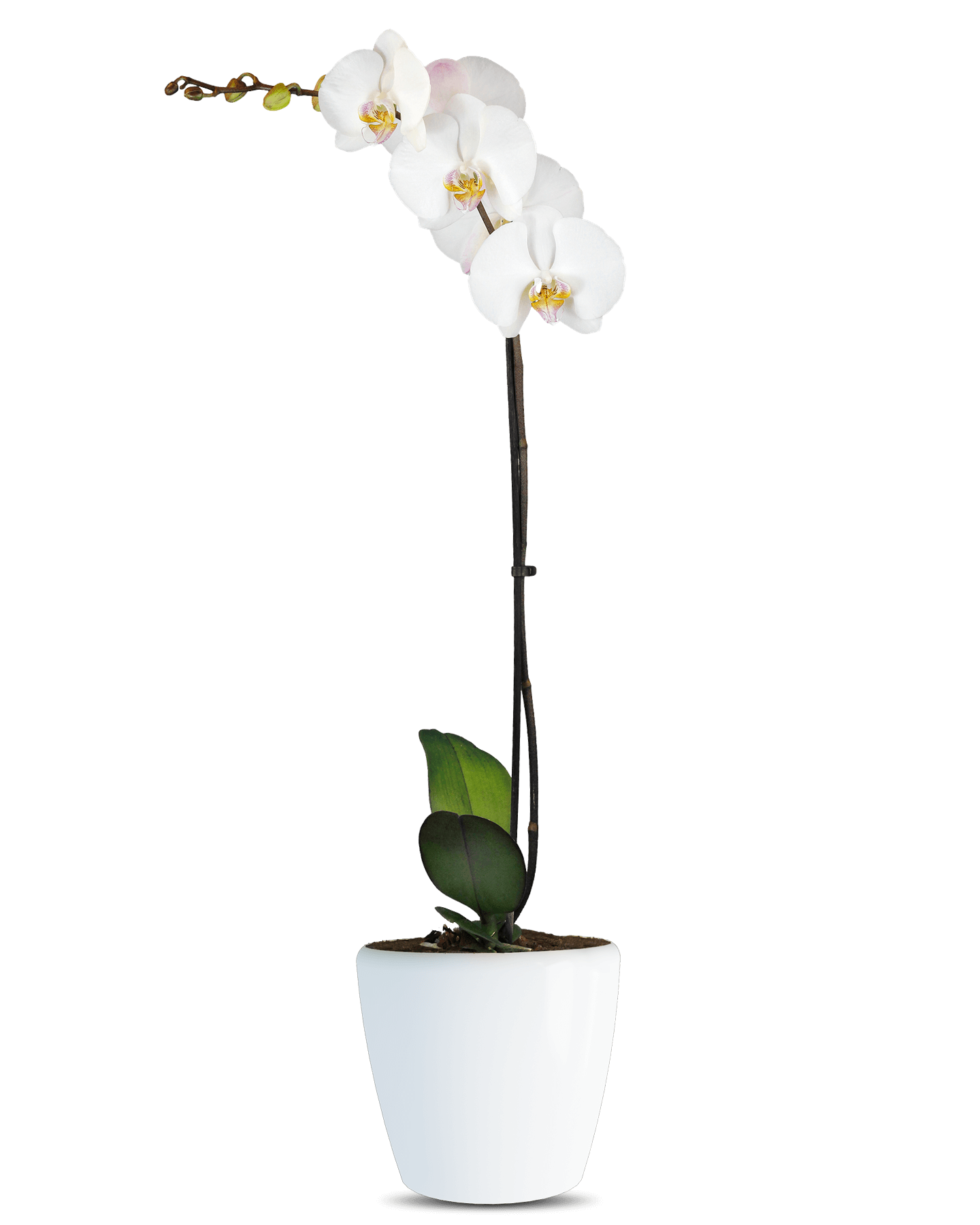 Phalaenopsis Hannah Tek Dallı Beyaz Orkide