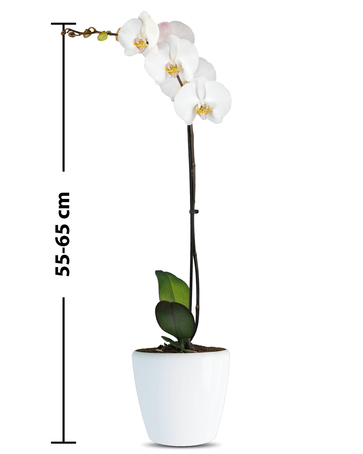 Phalaenopsis Hannah Tek Dallı Beyaz Orkide - 3