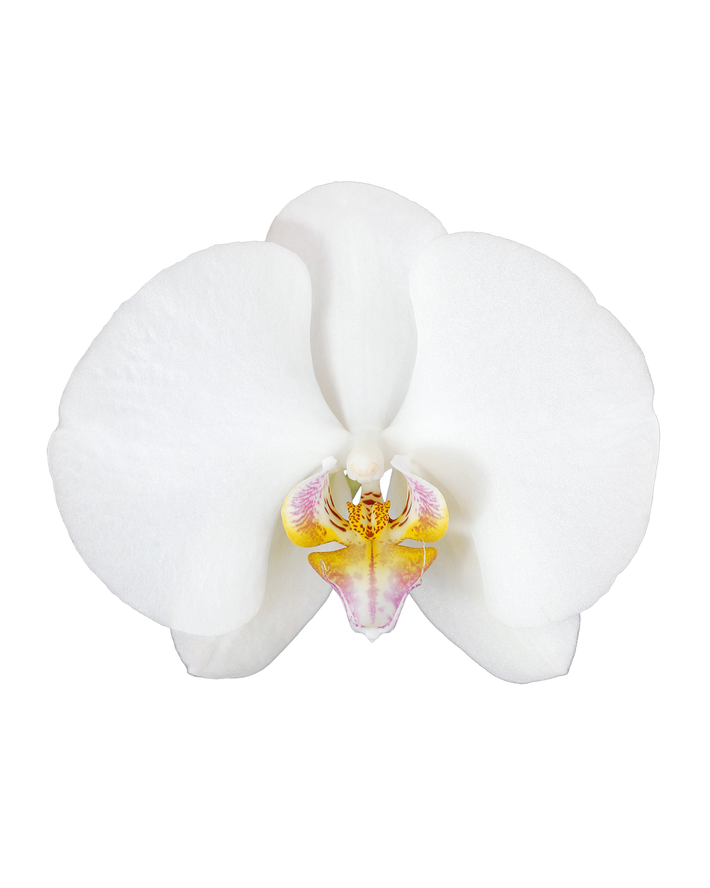 Phalaenopsis Hannah Tek Dallı Beyaz Orkide