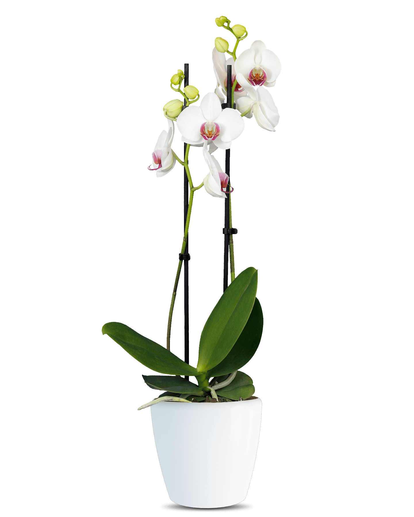 Solo Plant - Phalaenopsis Hermonie Çift Dallı Beyaz Orkide
