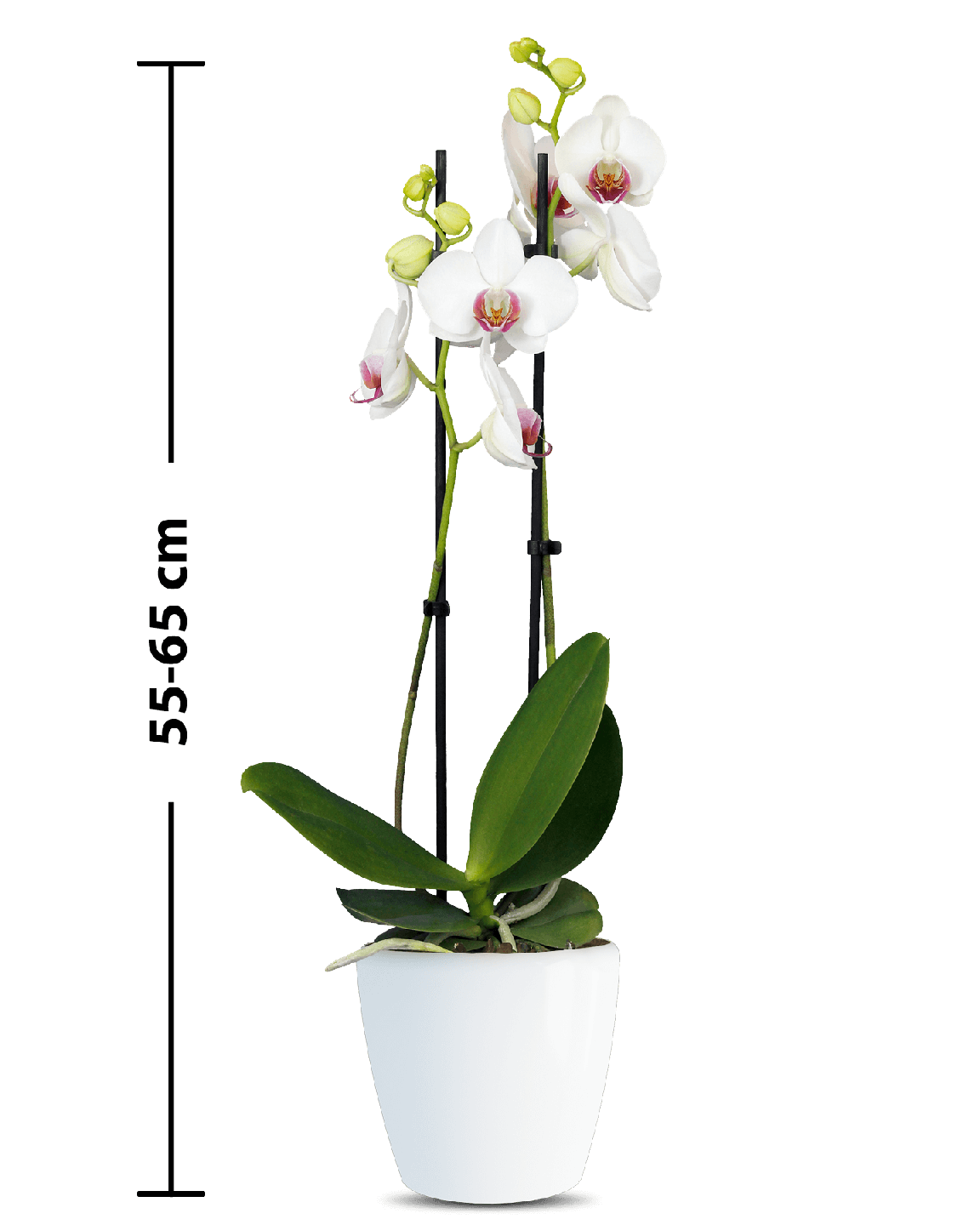 Phalaenopsis Hermonie Çift Dallı Beyaz Orkide - 3