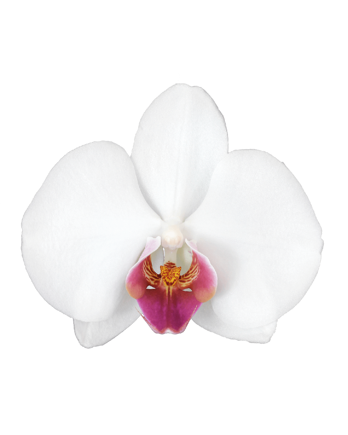 Phalaenopsis Hermonie Çift Dallı Beyaz Orkide - 2