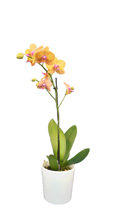 Solo Plant - Phalaenopsis Irene Tek Dallı Sarı Orkide