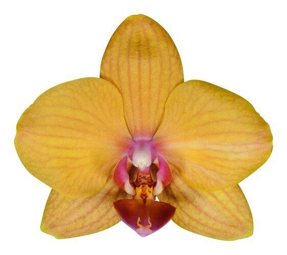 Phalaenopsis Irene Tek Dallı Sarı Orkide - 2