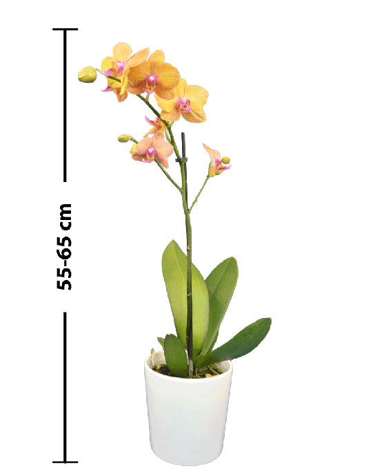 Phalaenopsis Irene Tek Dallı Sarı Orkide - 3