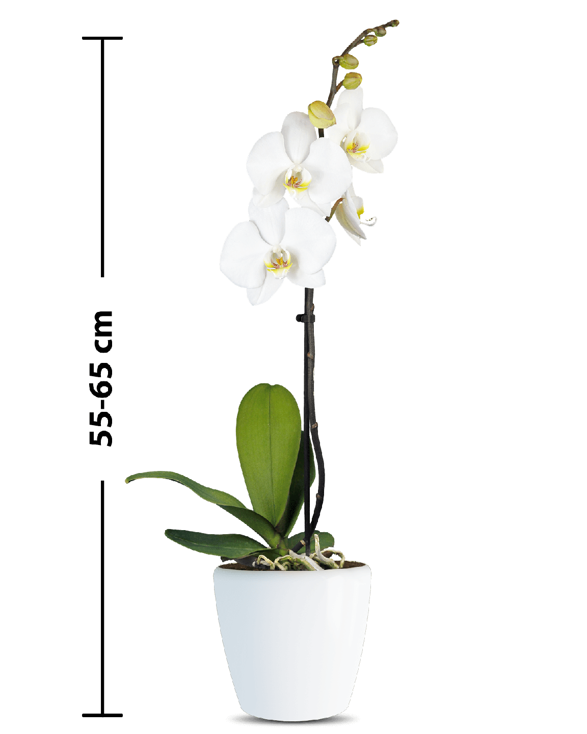 Phalaenopsis Iris Tek Dallı Beyaz Orkide - Thumbnail