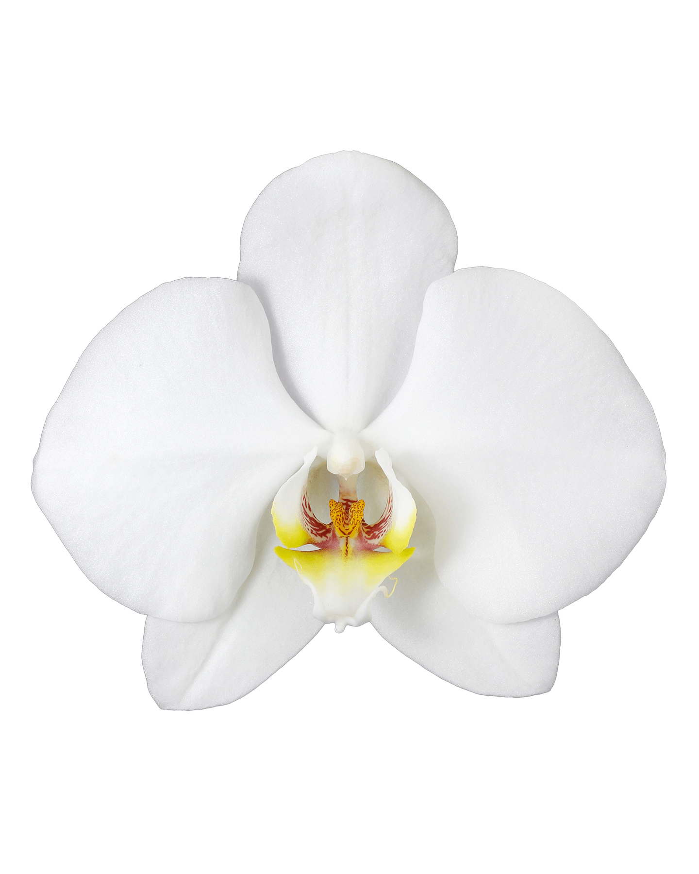 Phalaenopsis Iris Tek Dallı Beyaz Orkide