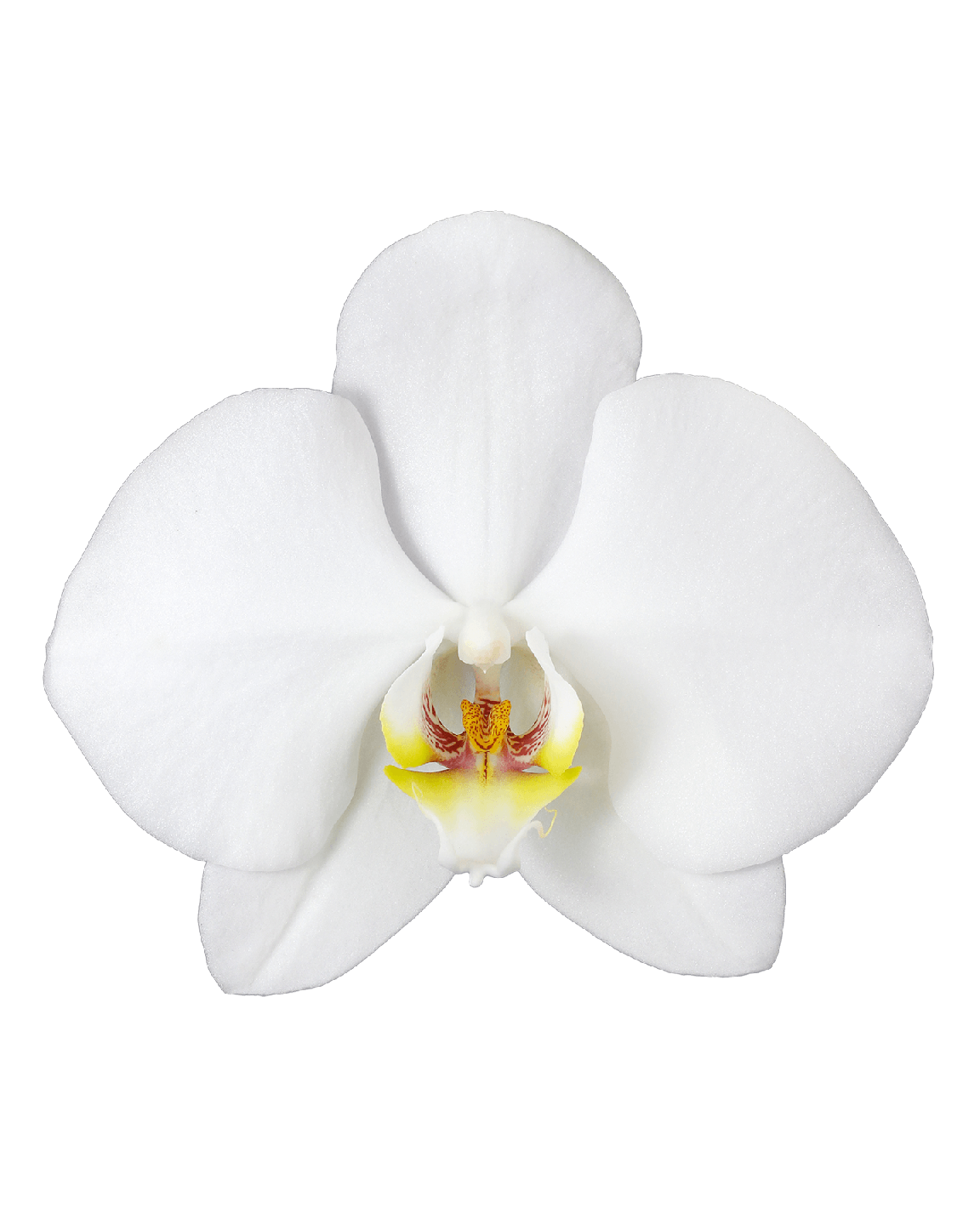 Phalaenopsis Iris Tek Dallı Beyaz Orkide - Thumbnail