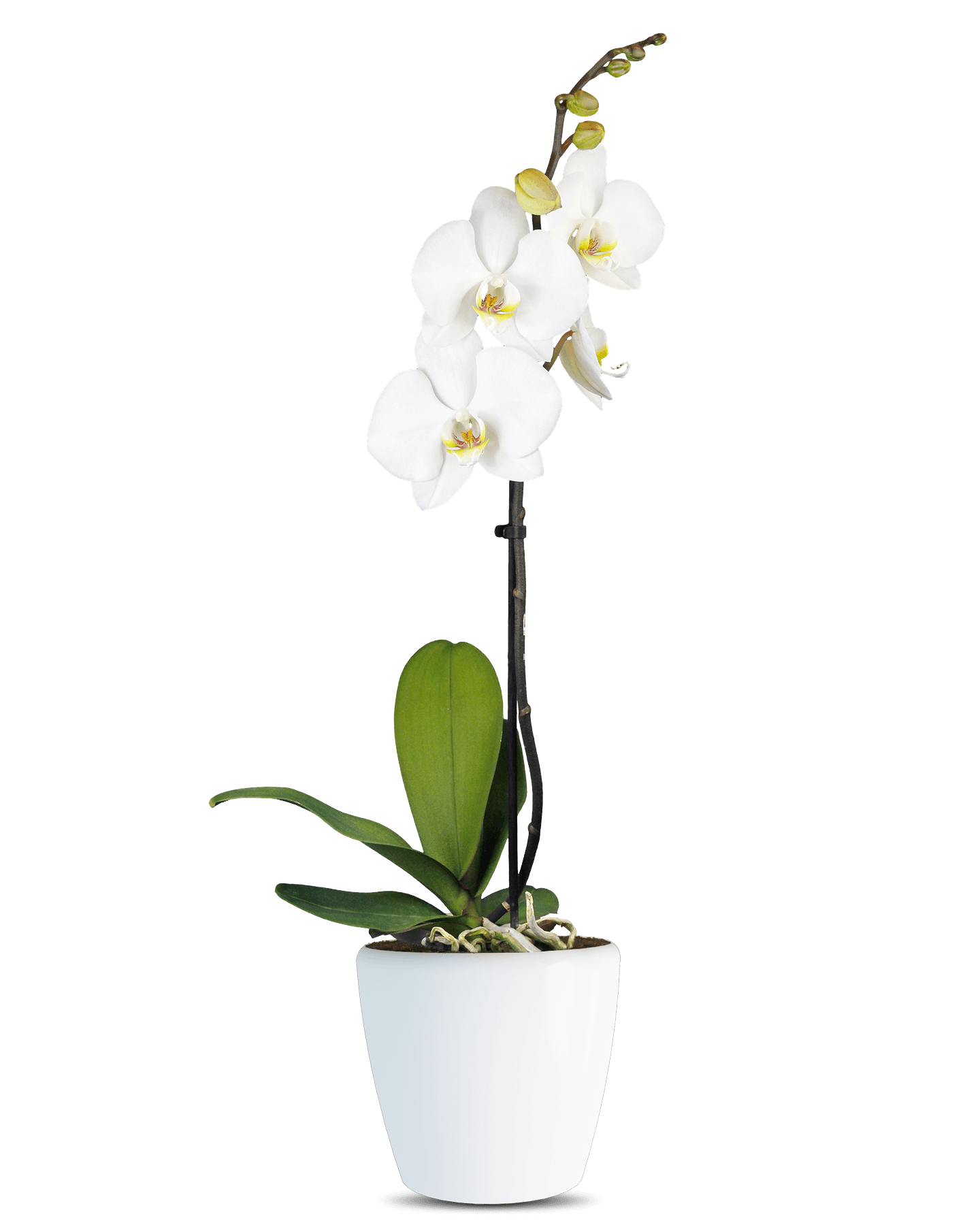 Phalaenopsis Iris Tek Dallı Beyaz Orkide - Solo Plant