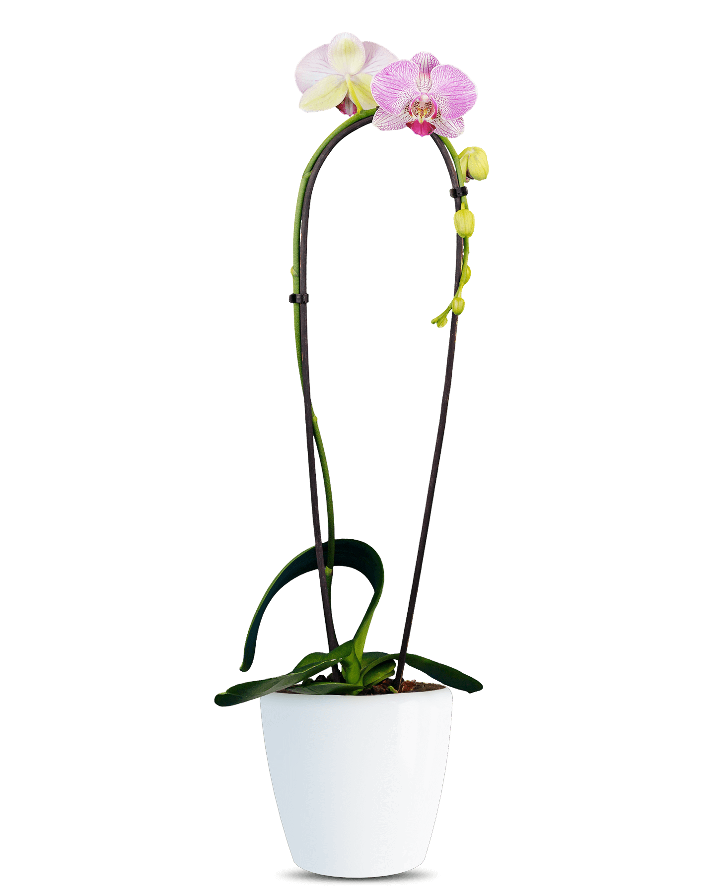 Phalaenopsis Ivy Cascade Pembe Orkide - Solo Plant